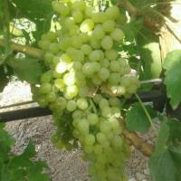 علی رحیمی پروفایل
